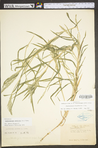 Muhlenbergia frondosa image