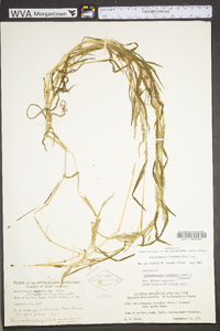 Muhlenbergia frondosa image