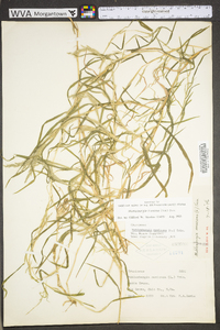 Muhlenbergia frondosa image