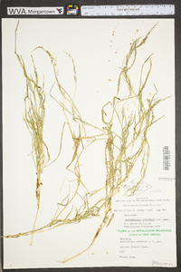 Muhlenbergia frondosa image