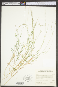 Muhlenbergia schreberi image