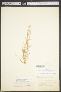 Muhlenbergia schreberi image