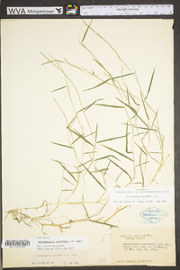 Muhlenbergia schreberi image