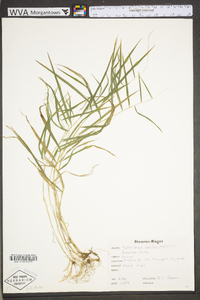 Muhlenbergia sobolifera image