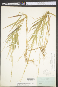 Muhlenbergia sobolifera image