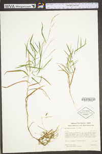 Muhlenbergia sylvatica image