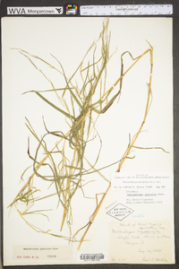 Muhlenbergia sylvatica image