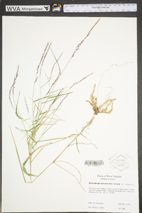 Muhlenbergia sylvatica image