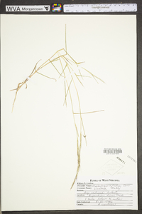 Muhlenbergia sylvatica image