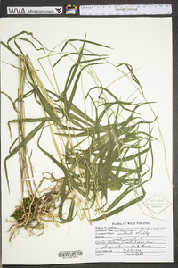 Muhlenbergia sylvatica image