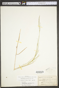 Muhlenbergia sylvatica image