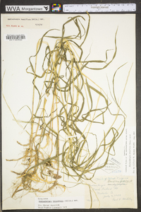 Muhlenbergia tenuiflora image