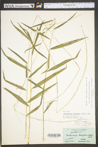 Muhlenbergia tenuiflora image