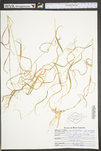 Muhlenbergia tenuiflora image