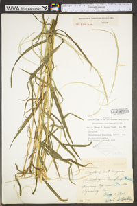 Muhlenbergia tenuiflora image