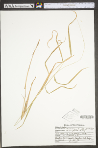 Muhlenbergia tenuiflora image