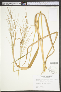 Panicum amarum image