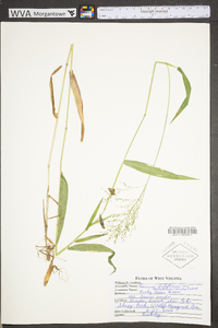 Panicum dichotomiflorum var. dichotomiflorum image