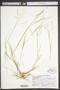 Panicum dichotomiflorum var. dichotomiflorum image