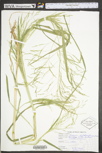 Panicum dichotomiflorum var. dichotomiflorum image