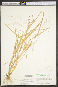 Panicum dichotomiflorum var. dichotomiflorum image