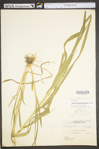 Panicum dichotomiflorum var. dichotomiflorum image