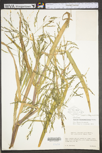 Panicum dichotomiflorum var. dichotomiflorum image