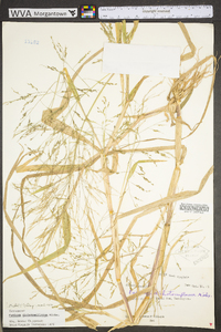 Panicum dichotomiflorum var. dichotomiflorum image