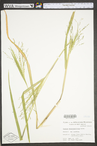 Panicum dichotomiflorum var. dichotomiflorum image