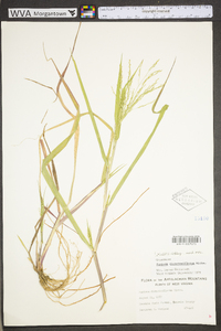 Panicum dichotomiflorum var. dichotomiflorum image