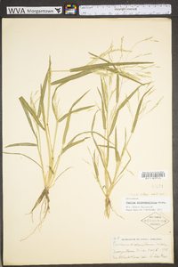 Panicum dichotomiflorum var. dichotomiflorum image