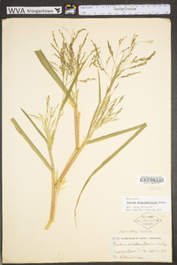 Panicum dichotomiflorum var. dichotomiflorum image