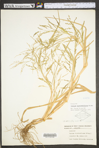 Panicum dichotomiflorum var. dichotomiflorum image