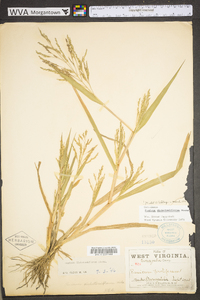 Panicum dichotomiflorum var. dichotomiflorum image