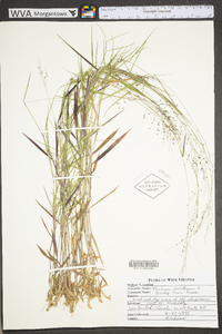 Panicum dichotomiflorum var. dichotomiflorum image