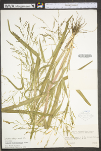 Panicum dichotomiflorum var. dichotomiflorum image