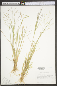 Panicum dichotomiflorum var. dichotomiflorum image