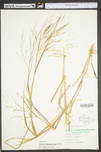 Panicum dichotomiflorum var. dichotomiflorum image