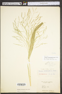 Panicum dichotomiflorum var. dichotomiflorum image