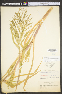 Panicum dichotomiflorum var. dichotomiflorum image