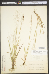 Panicum flexile image