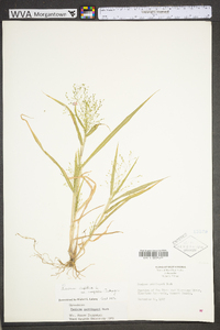 Panicum gattingeri image