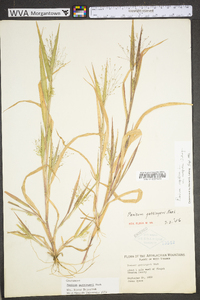 Panicum gattingeri image