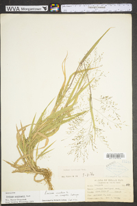 Panicum gattingeri image