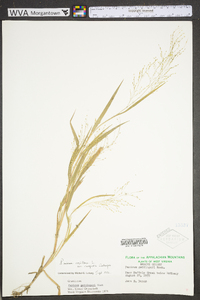 Panicum gattingeri image