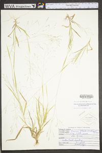 Panicum flexile image