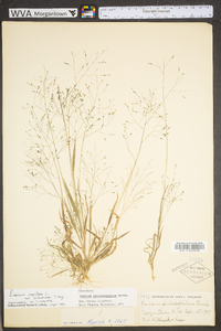 Panicum philadelphicum image