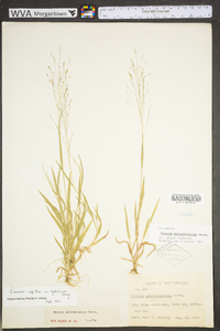 Panicum philadelphicum image