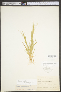 Panicum philadelphicum image