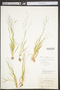 Panicum philadelphicum image